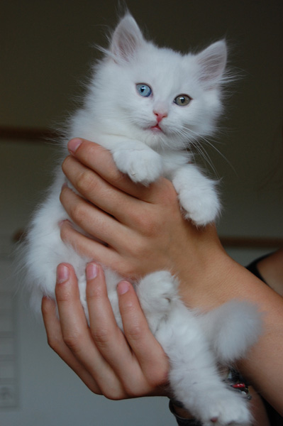 Nalle in luftiger Höhe.jpg